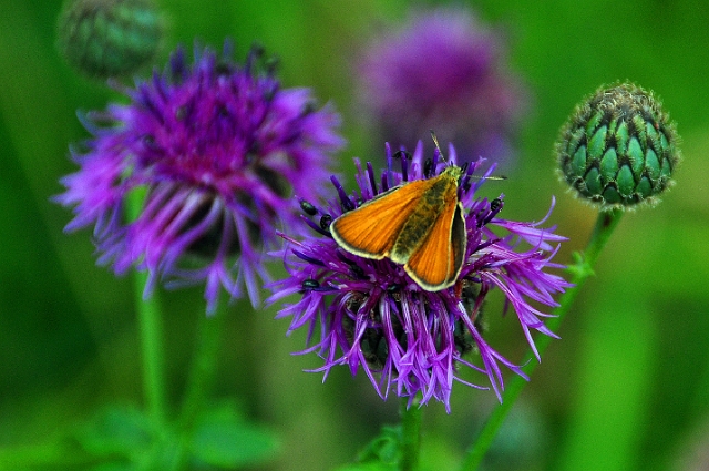 11 07 15_5858_edited-1.jpg - ESSEX SKIPPER - MARTIN DOWN - 11.7.15